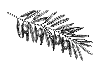 Hand drawn olive tree branch with leaves and fruit sketch isolated on white background. Olive tree twig botanical drawings in engraved style. Vector food illustration for oil packaging design